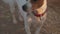 Funny Jack Russel terrier dog