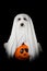 FUNNY JACK RUSSELL DOG IN A GHOST HALLOWEEN COSTUME UPLOADED IN