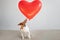 Funny Jack russell dog with heart balloons. Valentines day concept.