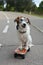 FUNNY JACK RUSSELL DOG SITTING IN A SKATEBOARD