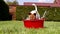 Funny Jack Russell takes a bath on the home green grass yard