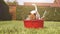 Funny Jack Russell terrier cools off in a bowl of water on a hot day