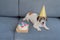 Funny Jack Russell Terrier pet with a festive hat having a b-day party. Dog with paw print birthday cake and birthday candle on