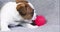 funny Jack Russell terrier puppy licks a pink toy ball