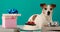 Funny jack russell terrier puppy lying among birthday packs