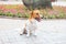 Funny jack russell Terrier puppy in the park on a summer sunny day. Dog with a collar on a background of flowers