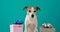 Funny jack russell terrier stands between birthday boxes