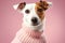 Funny Jack Russell Terrier wearing knit sweater on a pink background. Created with Generative AI technology