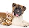 Funny japanese Akita inu puppy dog lying with small bengal cat. isolated on white