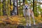 Funny Japanese Dog Akita Inu puppy in autumn forest