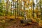 Funny Japanese Dog Akita Inu puppy in autumn forest