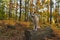 Funny Japanese Dog Akita Inu puppy in autumn forest