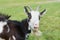 Funny joyful goat grazing on a green grassy lawn. Close up portrait of a funny goat. Farm Animal. The goat is looking at