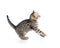 Funny jumping cat kitten