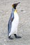 Funny juvenile king penguin in moult - Aptendytes patagonica - on beach in South Georgia