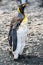 Funny juvenile king penguin in moult - Aptendytes patagonica - on beach in South Georgia. Penguin in thousands of feathers on grou