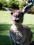 Funny kangaroo