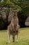 Funny Kangaroo