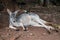 Funny kangaroo laying down sleeping