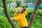 Funny kid girl with ponytails in a yellow jacket climbed a tree and sniffs white flowers on a branch of an apple tree