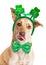 Funny Kissing St. Patrick\'s Day Dog