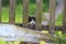 Funny kitten, anxiously peeping from behind an old wooden fence