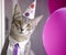 Funny kitten attending party with balloons