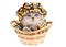 Funny kitten in a basket