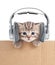 Funny kitten cat in headphones in cardboard box