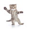 Funny kitten cat standing or dancing isolated