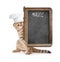 Funny kitten in cook hat holding menu blackboard