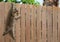 Funny kitten hanging on fence and big dog behind