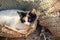 Funny kitten lies outdoors in a fishing net