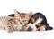 Funny kitten lying with sleeping basset hound puppy. isolated