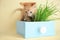 Funny kitten with plant in drawer on color background