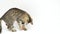 Funny kitten playing with ball on a white background