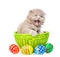 Funny kitten sitting in basket with easter eggs. isolated on white