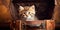 Funny kitten sitting in an old leather bag , concept of Cuteness overload, created with Generative AI technology