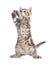Funny kitten standing and looking up with raised paws isolated