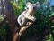 Funny Koala