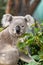 Funny koala animal winking blinking cute wink at camera at Sydney Zoo in Australia. Australia wildlife animals