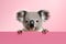 Funny koala isolated on light pink background. Concept of funny animals from zoo or safari. Banner with koala and copy