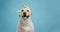 Funny Labrador dog with banana peel on head looking at camera on blue studio background