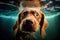 Funny labrador dog swimming under water created with Generative AI technology