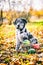 Funny Labrador puppy dog in autumn background