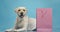 Funny labrador puppy lying on floor with pink shopping bag, blue background