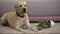 Funny labrador retriever dog lying near broken potted plant, pet misbehavior