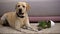 Funny labrador retriever dog lying near broken potted plant, pet misbehavior