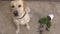 Funny labrador retriever dog sitting near broken potted plant, mischievous pet