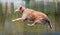 funny labrador retriever jumping into a pond or lake on a hot summer day